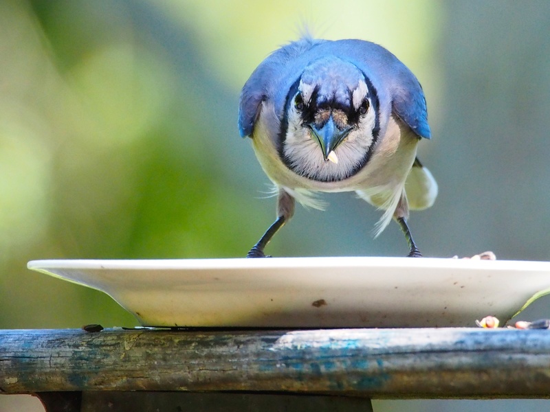 waste collection Home